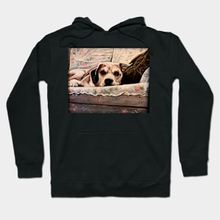 A DOG CALLED WOODY Hoodie